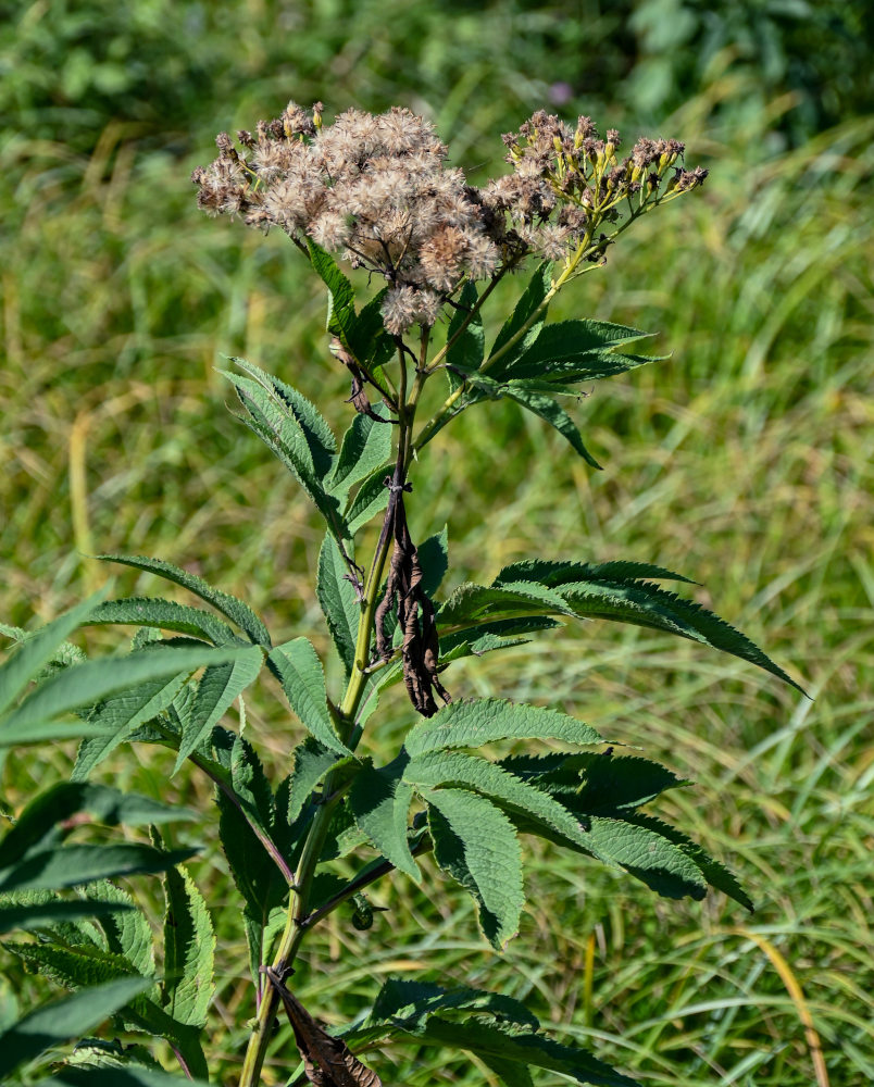 Image of Senecio cannabifolius specimen.