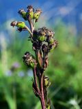 Ligularia hodgsonii