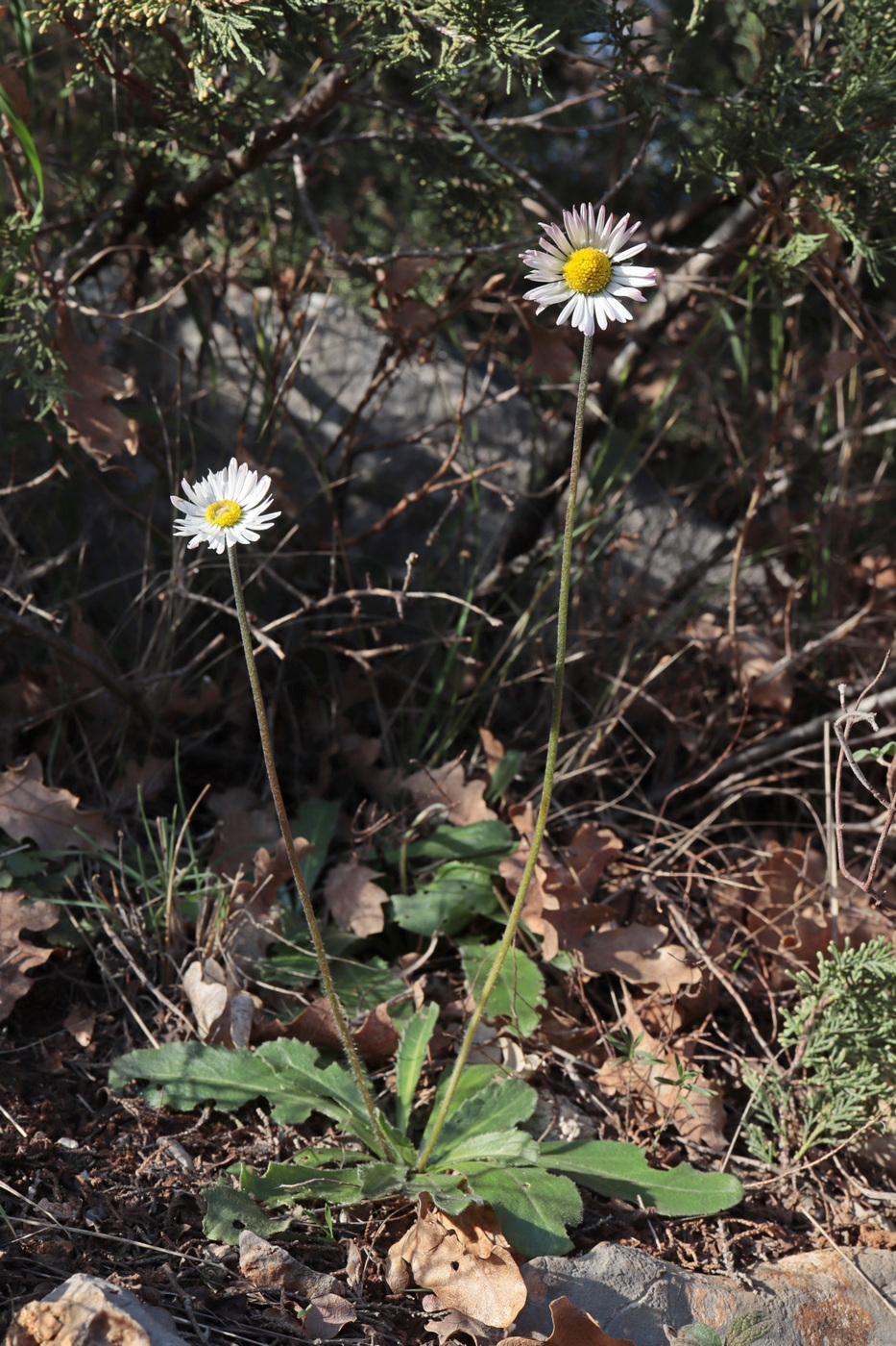 Изображение особи Bellis sylvestris.