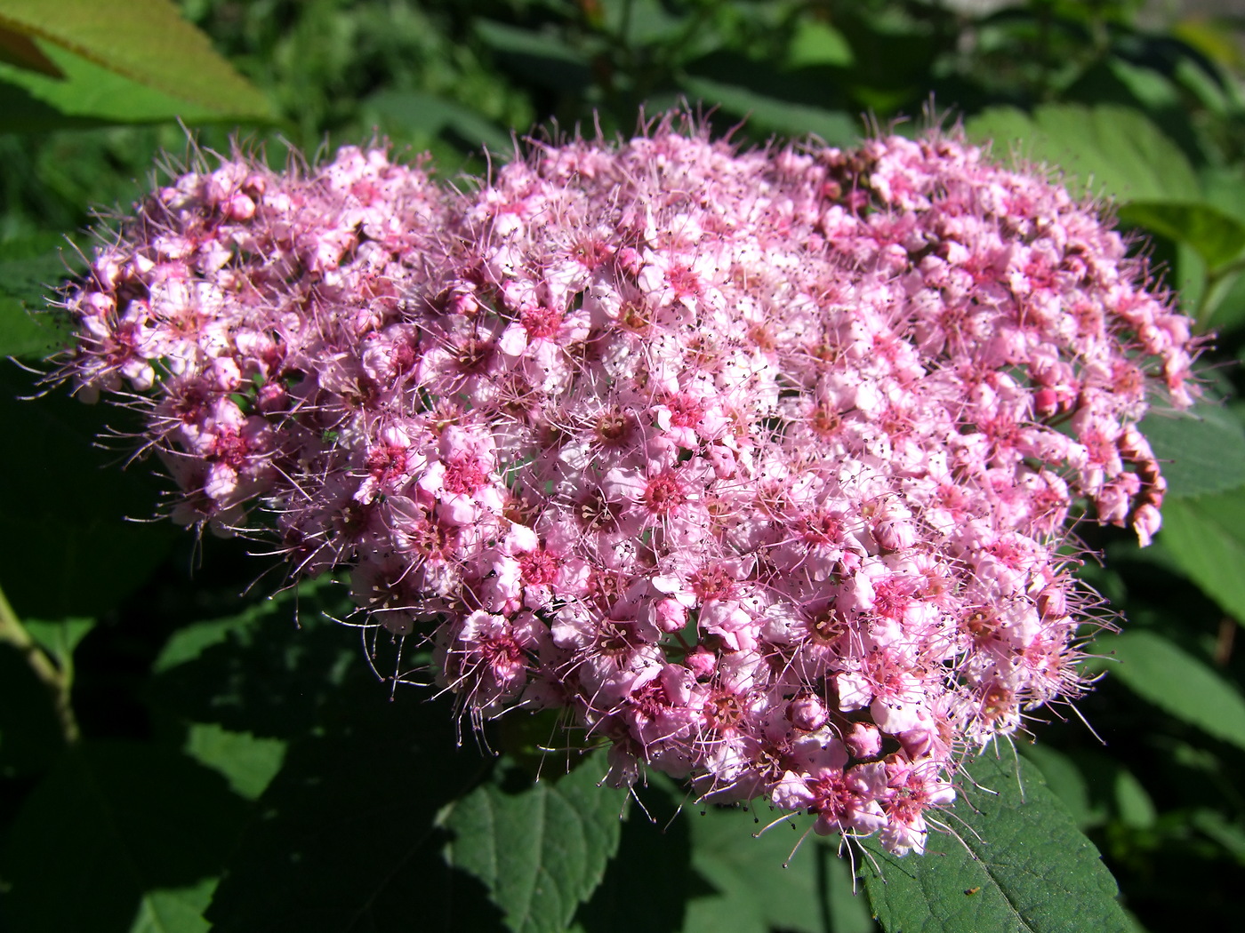 Image of Spiraea japonica specimen.