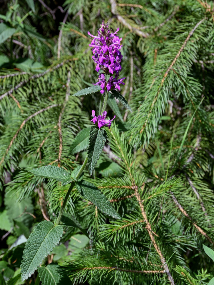 Изображение особи Betonica betoniciflora.