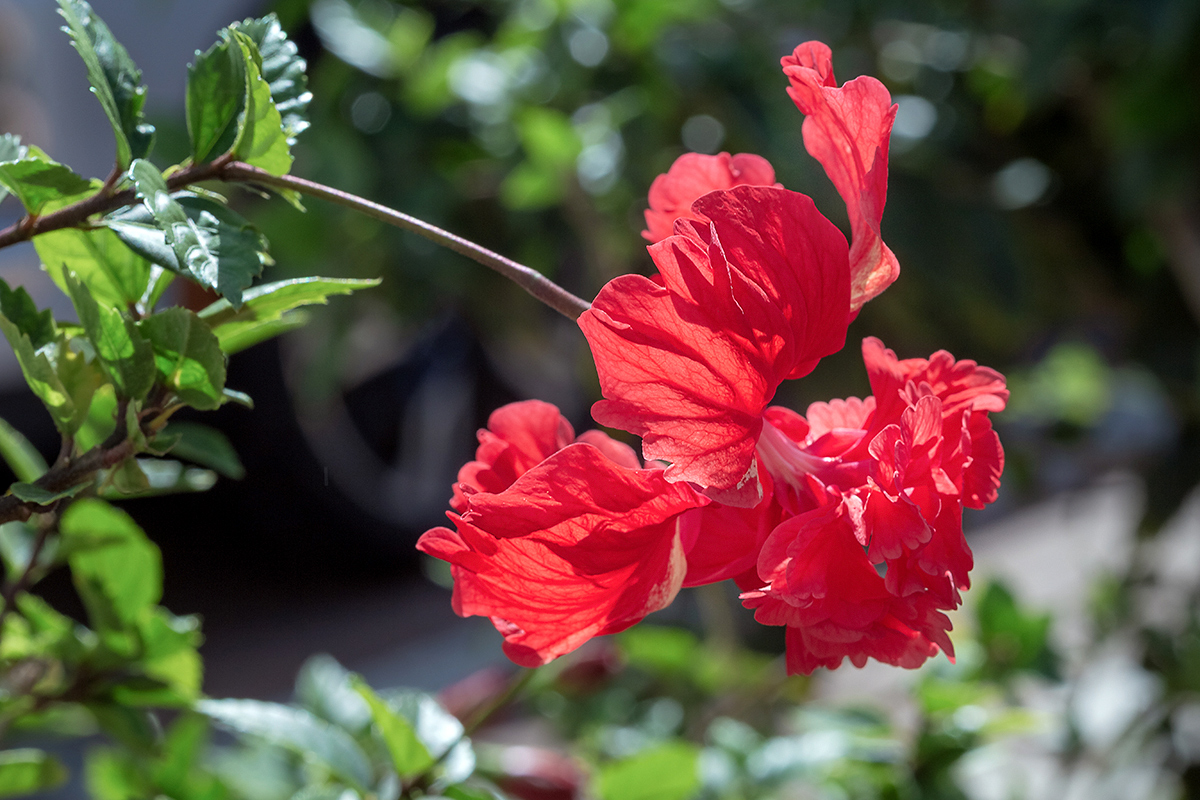 Image of Hibiscus rosa-sinensis specimen.