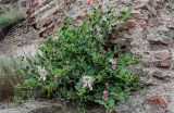 Capparis herbacea. Цветущее растение. Грузия, г. Тбилиси, на каменной стене. 10.06.2023.