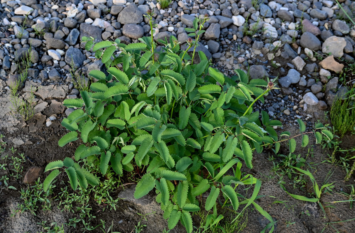 Image of Sanguisorba officinalis specimen.