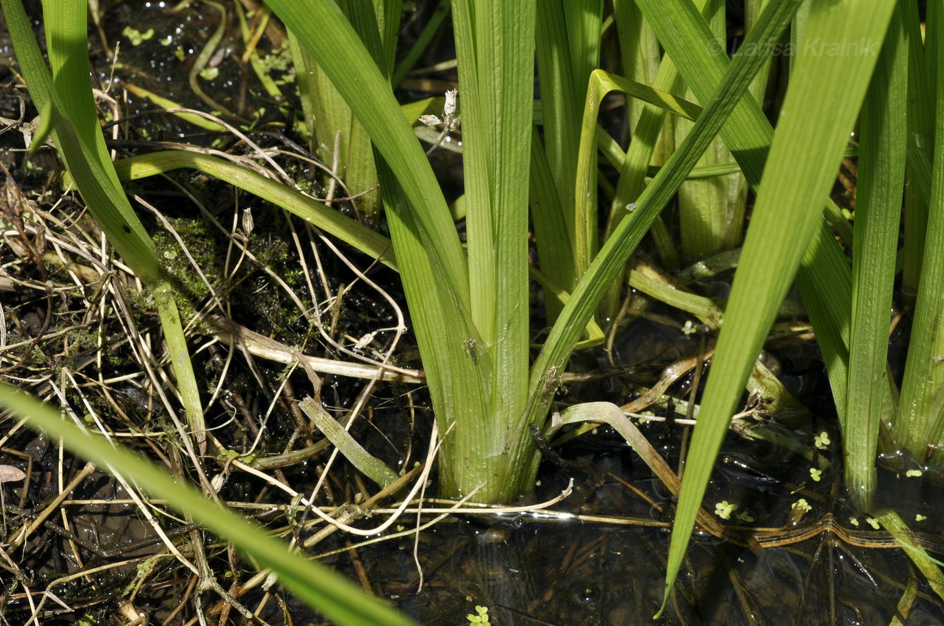 Image of Sparganium glomeratum specimen.