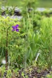 Lathyrus quinquenervius