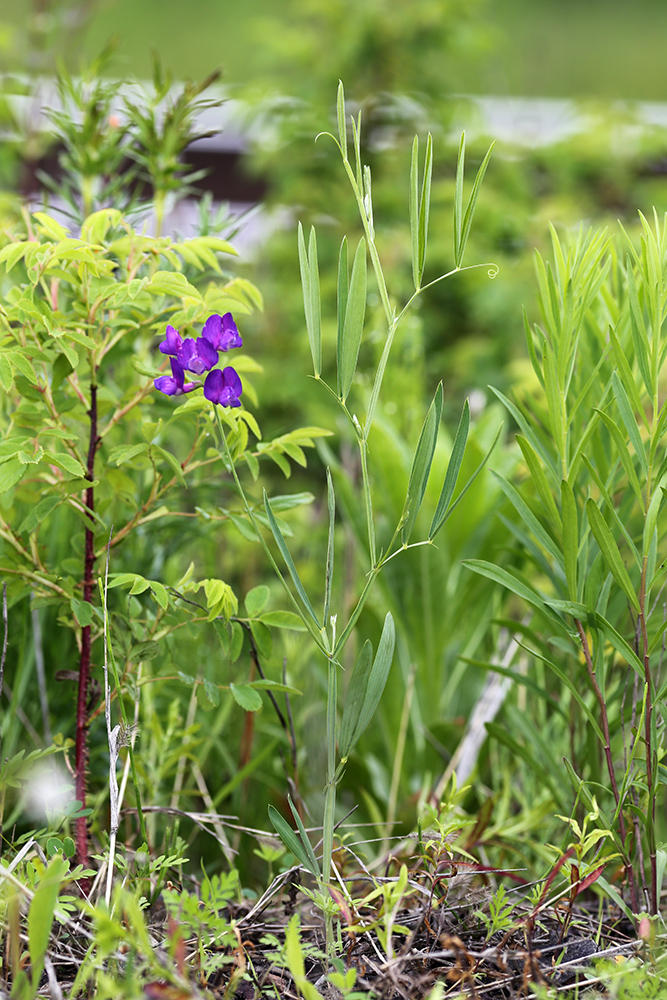 Image of Lathyrus quinquenervius specimen.