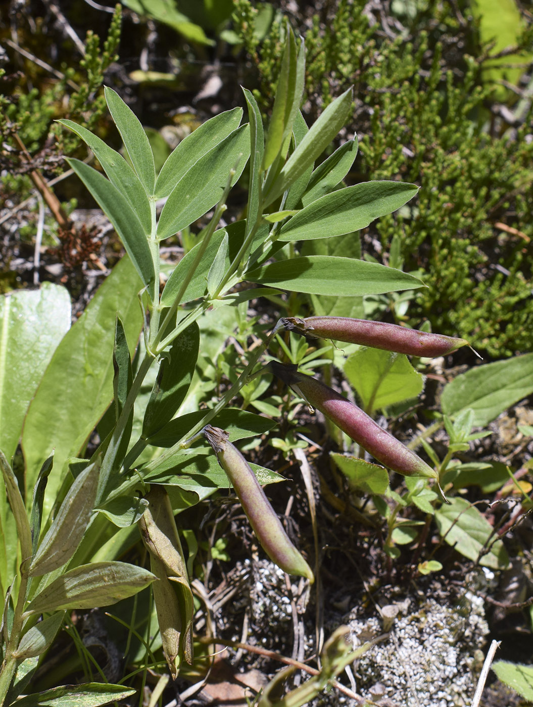 Изображение особи Lathyrus linifolius.