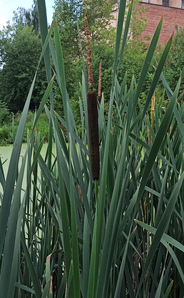 Image of Typha latifolia specimen.