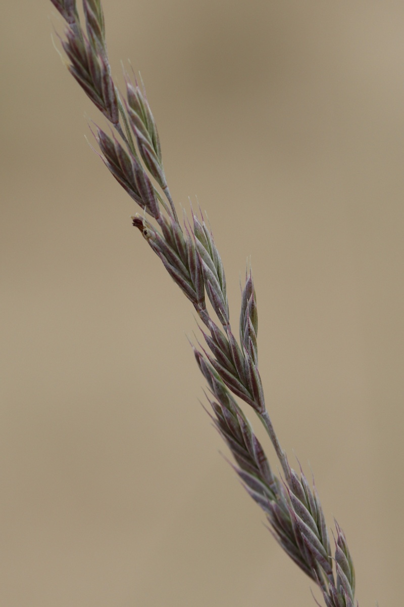 Image of Festuca sabulosa specimen.