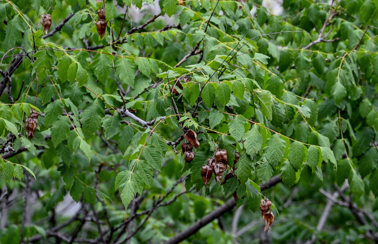 Изображение особи Koelreuteria paniculata.