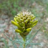 Asphodeline lutea. Формирующееся соцветие в каплях росы. Краснодарский край, м/о г. Геленджик, окр. с. Кабардинка, Маркотхский хр., дубово-можжевеловое редколесье. 13.04.2024.