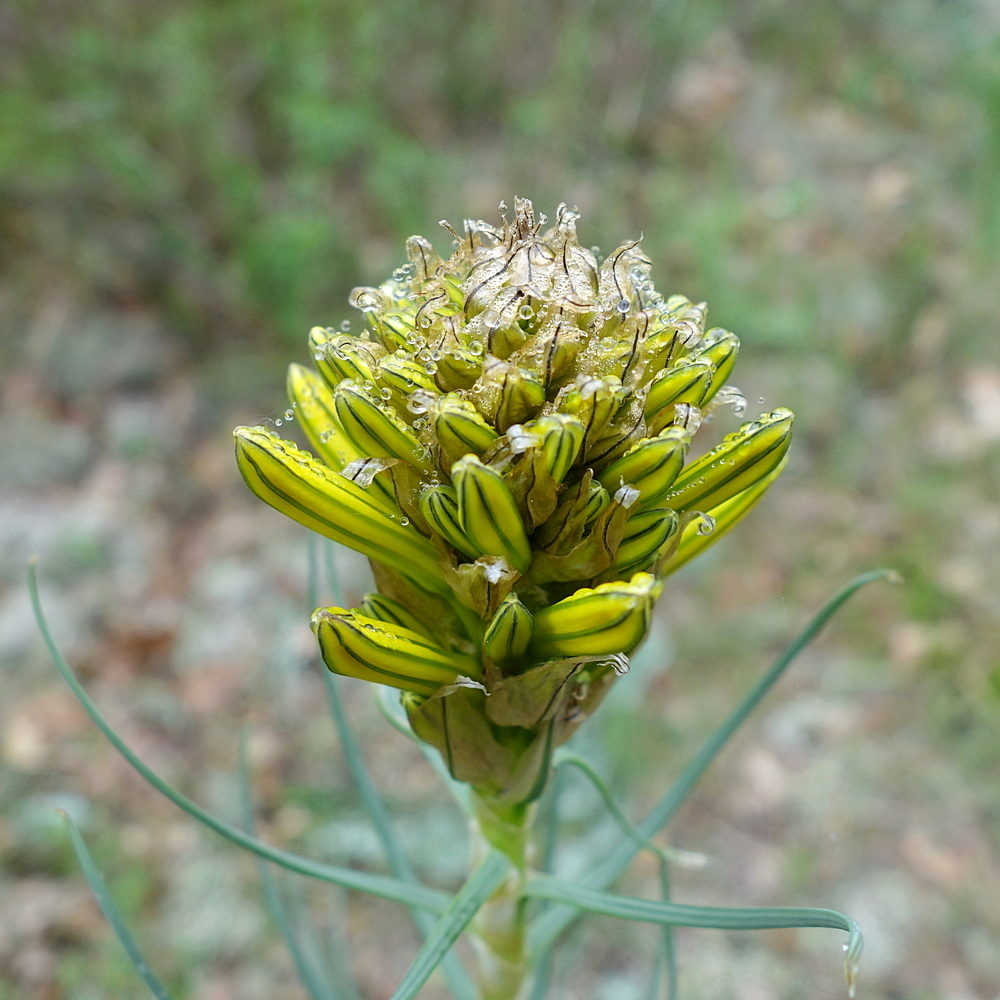 Изображение особи Asphodeline lutea.