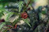 Cryptomeria japonica. Часть ветви с шишкой. Китай, провинция Хунань, национальный парк \"Чжанцзяцзе\", опушка смешанного леса. 06.06.2024.