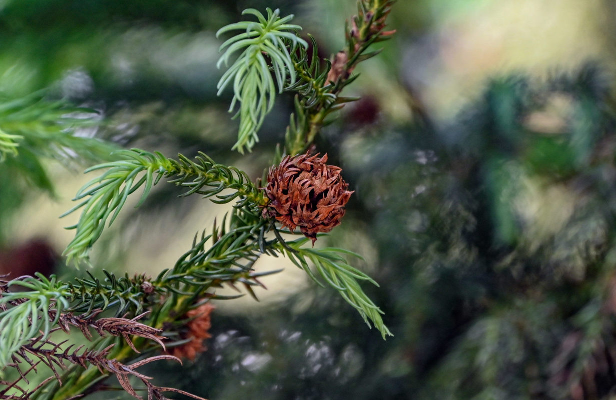 Image of Cryptomeria japonica specimen.