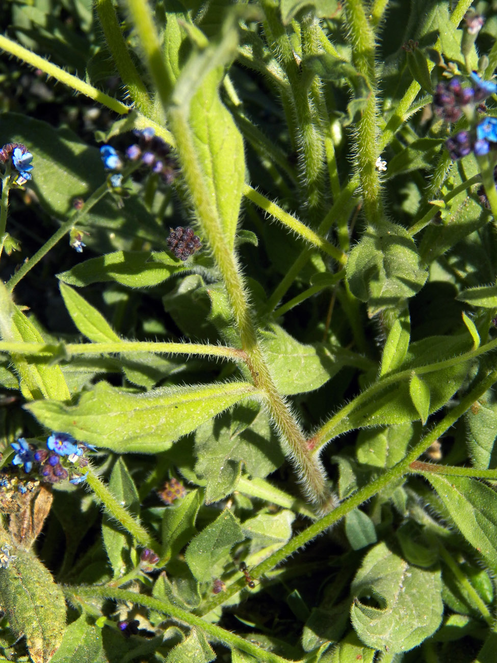 Изображение особи семейство Boraginaceae.