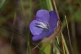 Campanula persicifolia. Цветок. Липецкая обл., Данковский р-н, ур. Крутые Дубки, лес. 31 июля 2024 г.