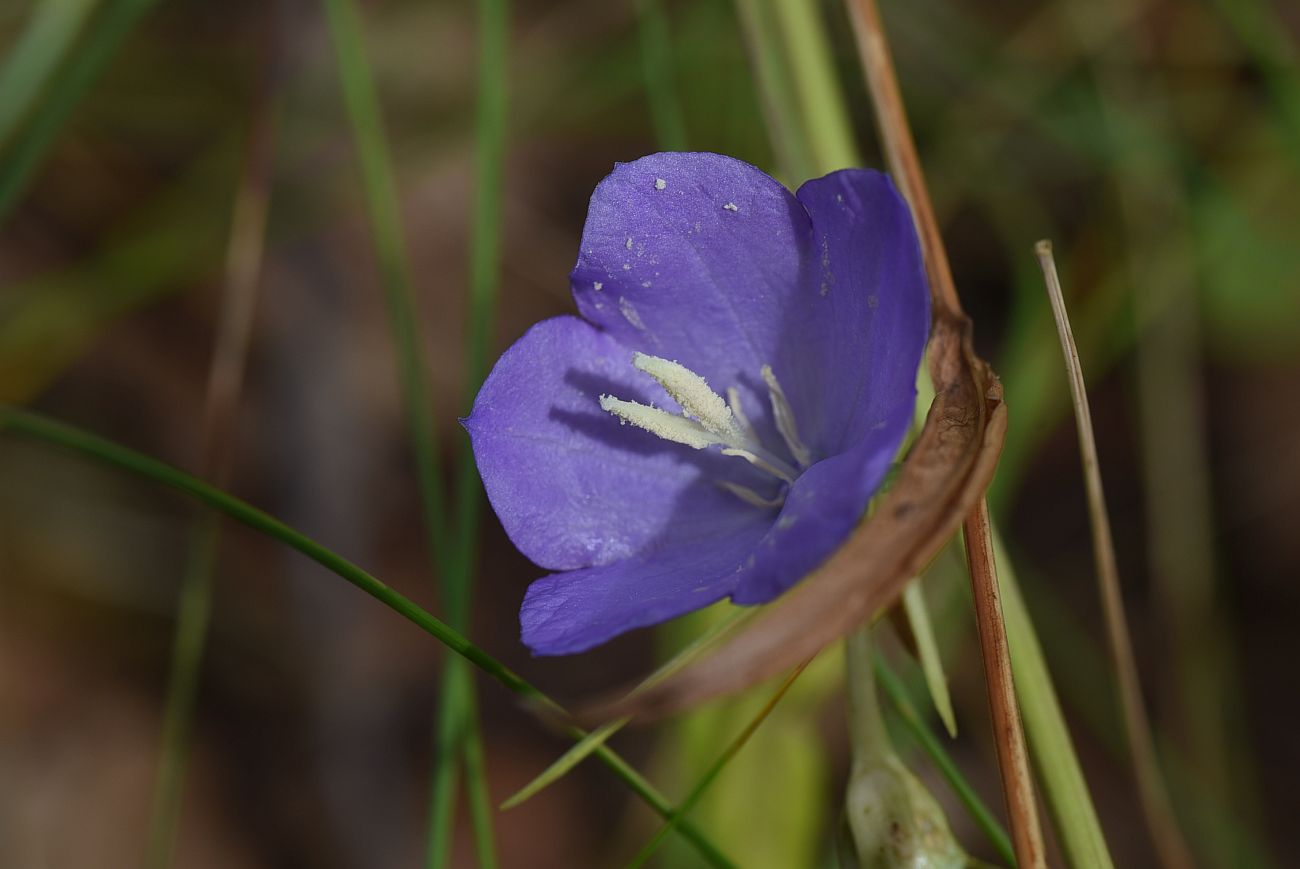 Image of Campanula persicifolia specimen.