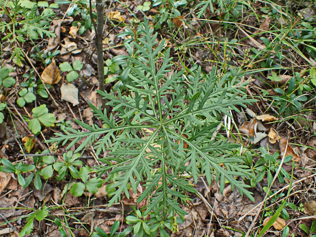 Image of Ambrosia artemisiifolia specimen.