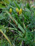 Iris setosa