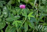 Trifolium medium. Верхушка цветущего растения. Вологодская обл., Кирилловский р-н, Ципина гора, опушка смешанного леса. 12.07.2024.