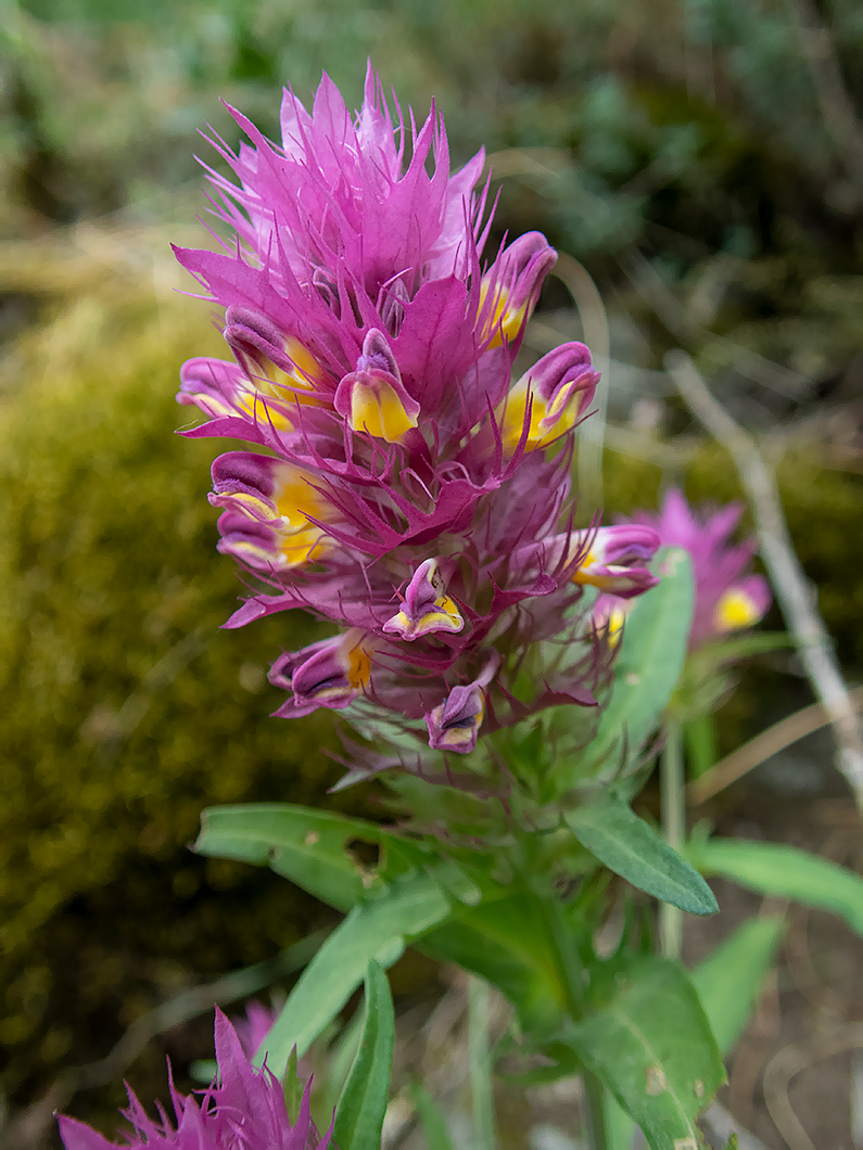 Изображение особи Melampyrum arvense.