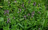 Stachys palustris. Верхушки цветущих растений. Московская обл., Одинцовский гор. округ, окр. г. Звенигород, берег р. Москва, влажный луг. 18.08.2024.