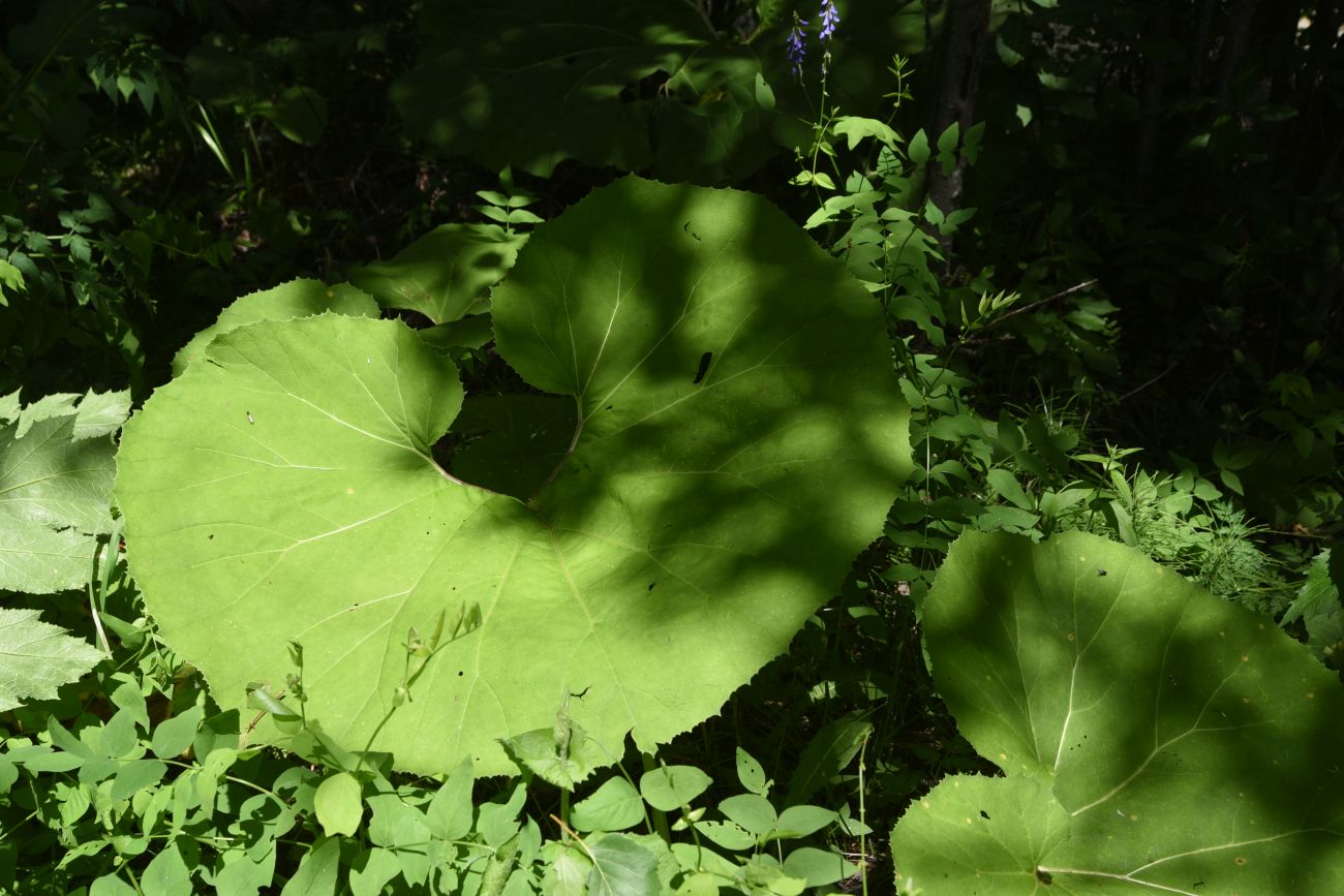 Изображение особи род Petasites.