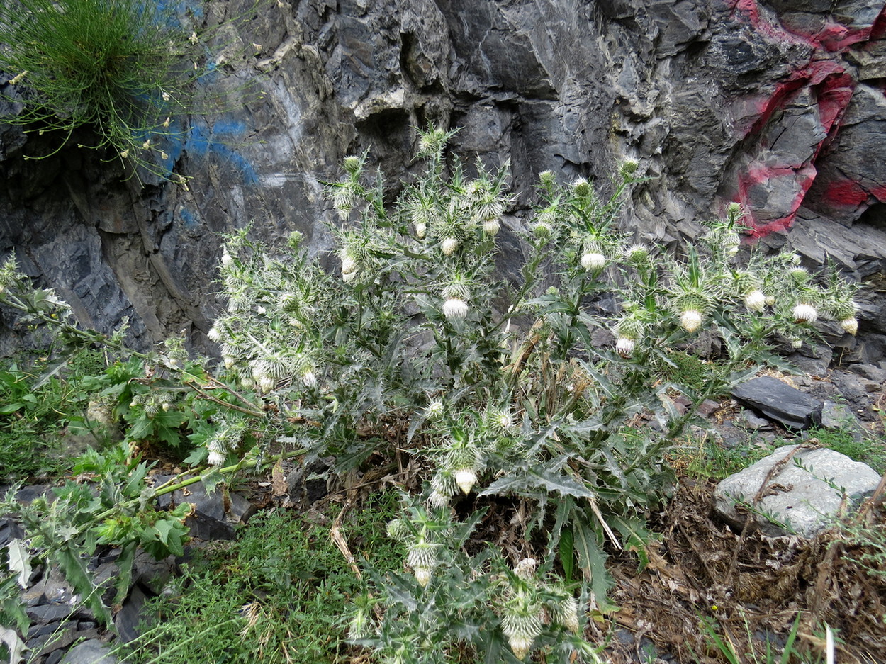 Изображение особи Cirsium echinus.