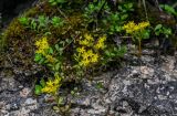 Sedum bulbiferum