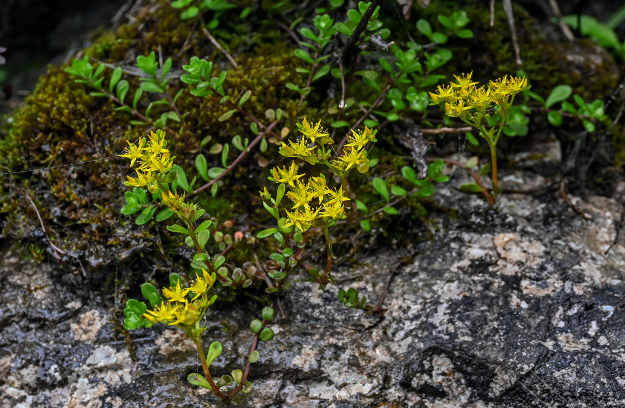 Image of Sedum bulbiferum specimen.