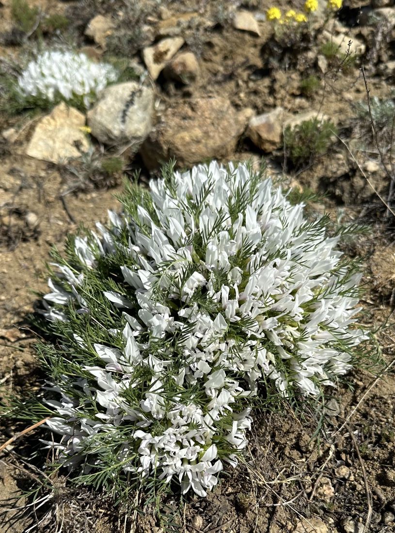 Изображение особи Oxytropis squammulosa.