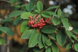 Cotoneaster coriaceus. Верхушки веточек с соплодиями. Южный берег Крыма, Никитский ботанический сад, парк Монтедор. 10 ноября 2019 г.