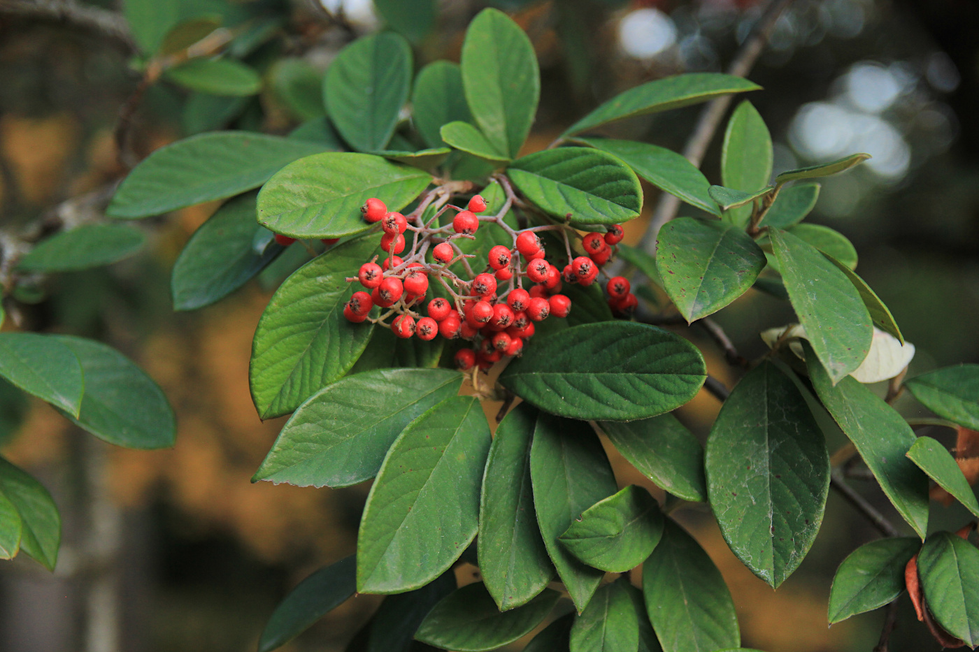 Изображение особи Cotoneaster lacteus.