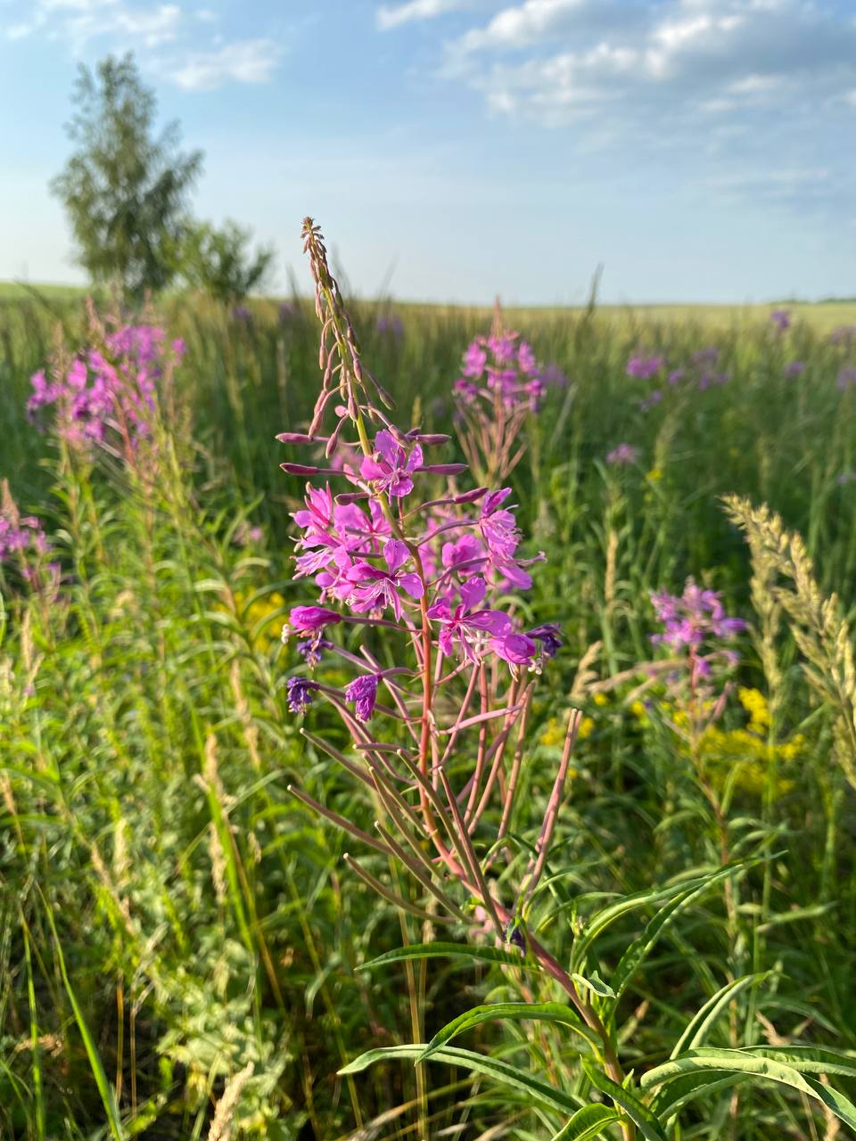 Изображение особи Chamaenerion angustifolium.