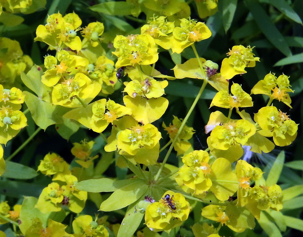 Изображение особи Euphorbia virgata.