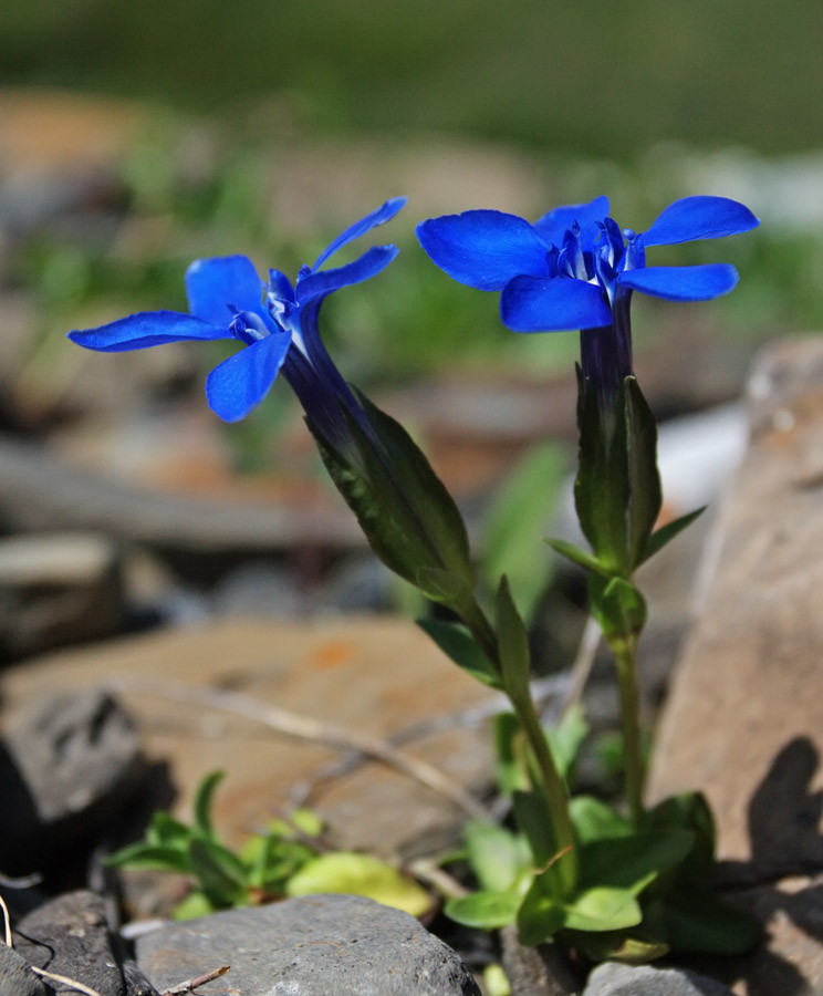 Изображение особи Gentiana uniflora.