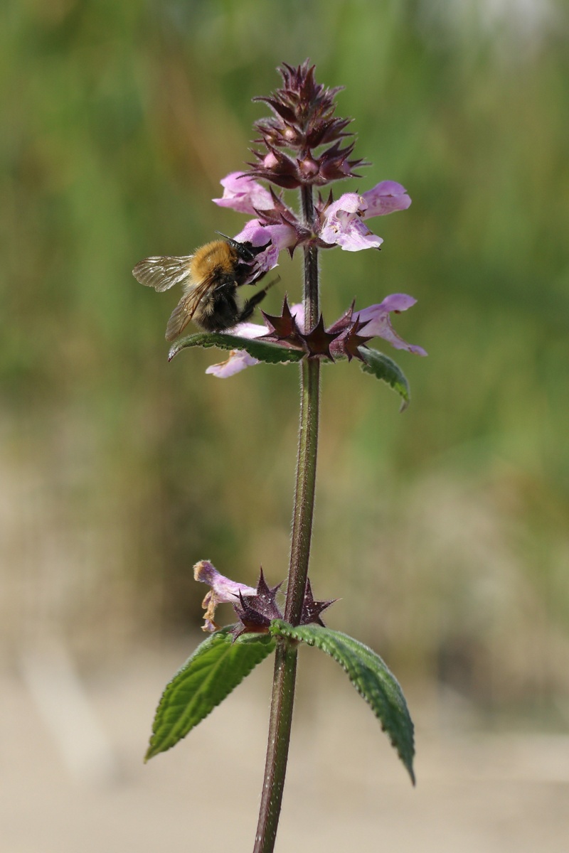 Image of Stachys palustris specimen.