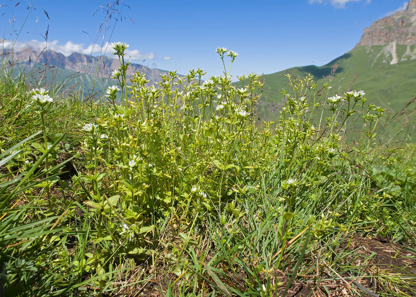 Image of Cerastium glomeratum specimen.