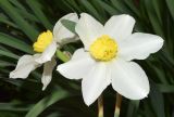 Narcissus × incomparabilis