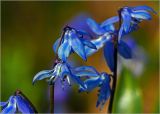 Scilla siberica