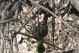 Смотреть изображение Aristolochia clematitis