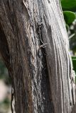 View full-size image Zygophyllum gontscharovii