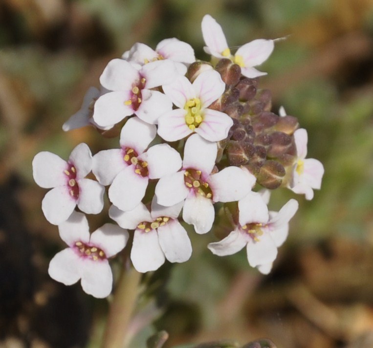 Изображение особи Aethionema saxatile ssp. graecum.