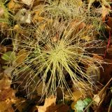 View full-size image Equisetum pratense