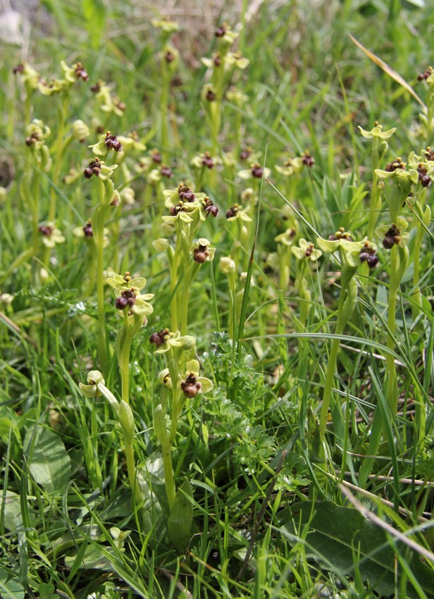 Изображение особи Ophrys bombyliflora.