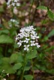 View full-size image Pachyphragma macrophyllum