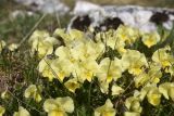 View full-size image Viola oreades