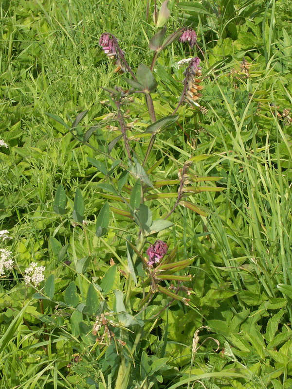 Изображение особи Lathyrus pisiformis.