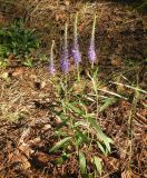 Veronica spicata. Цветущее растение. Украина, Днепропетровская обл., Петриковский р-н, окр. с. Шульговка, сосновые лесонасаждения на песке. 04.07.2011.